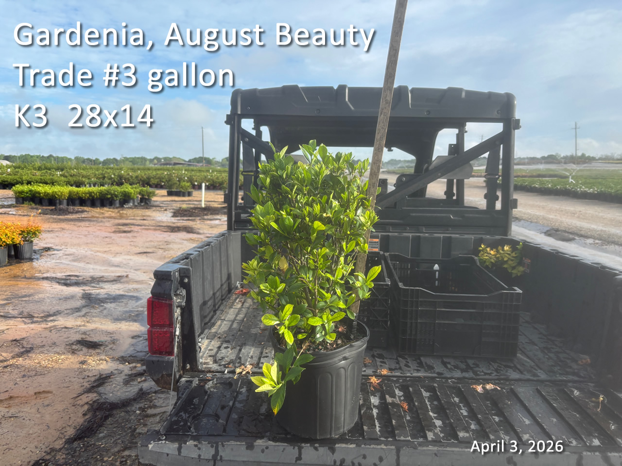 gallery/gab3t k3 apr3.jpg